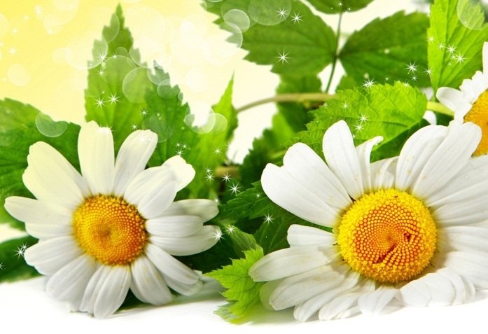 TINH DẦU CÚC TRĂNG LA MÃ